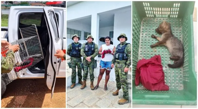 Resgate animal: Polícia Ambiental salva filhote de raposa que foi abandonado pela mãe em Patos.