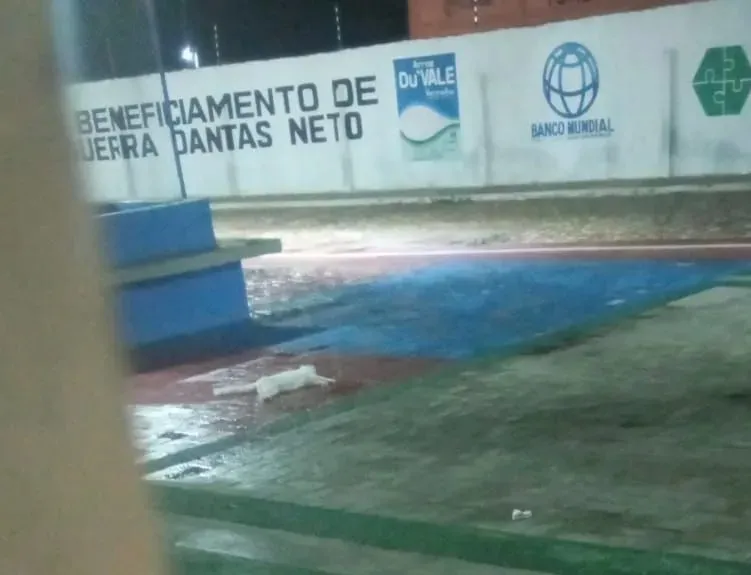 Agressor que matou gata da ex-companheira e destruiu casa é solto após audiência de custódia