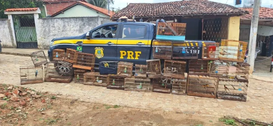 PRF resgata 245 animais silvestres durante operação em Patos e outras regiões da Paraíba
