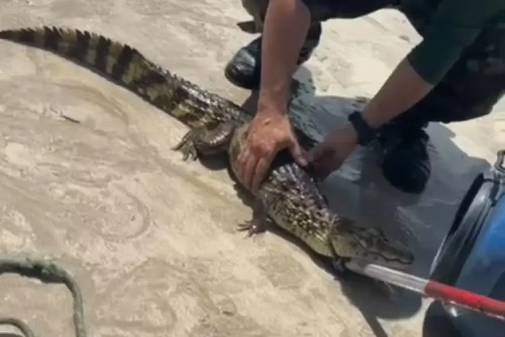 Filhote de jacaré é encontrado por banhistas na praia de Areia Dourada, em Cabedelo