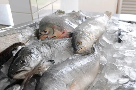 Procon de Patos divulga pesquisa de pescados para a Semana Santa