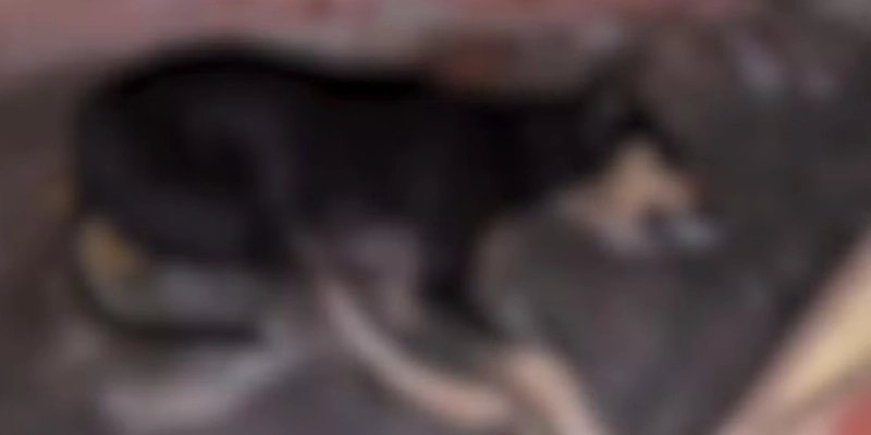 Animais são encontrados mortos com sinais de envenenamento no Sertão da Paraíba e Polícia Civil abre inquérito