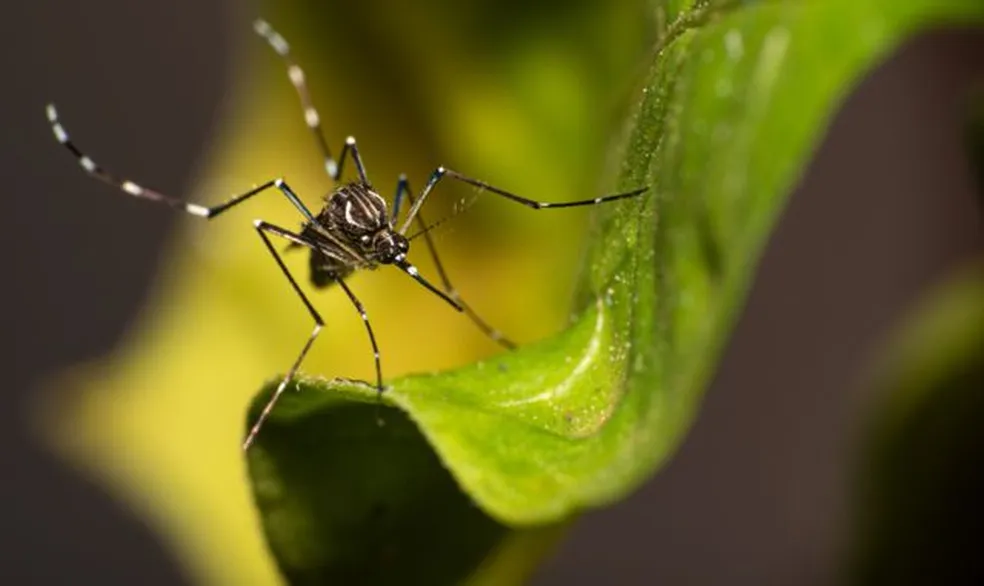 Risco de infestação do aedes aegypti em João Pessoa passa de baixo para médio em três meses