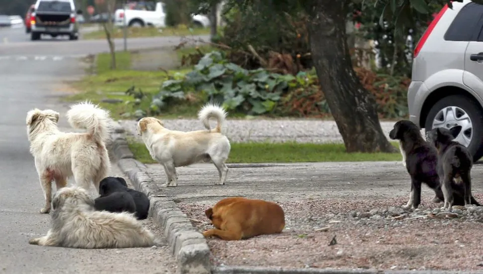 Idosa cai e tem punho quebrado após ser atacada por cães de rua na cidade de Patos