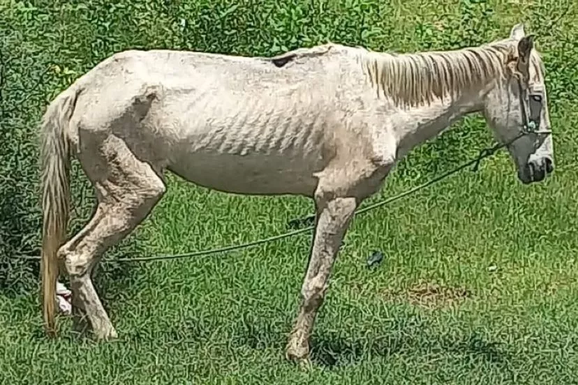 Cavalo é encontrado amarrado e ferido próximo à Praça do Bivar Olinto, em Patos
