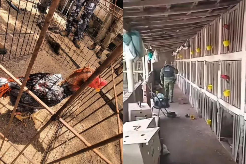 Polícia desarticula rinha de galos e resgata 64 aves em situação de maus-tratos no Sertão