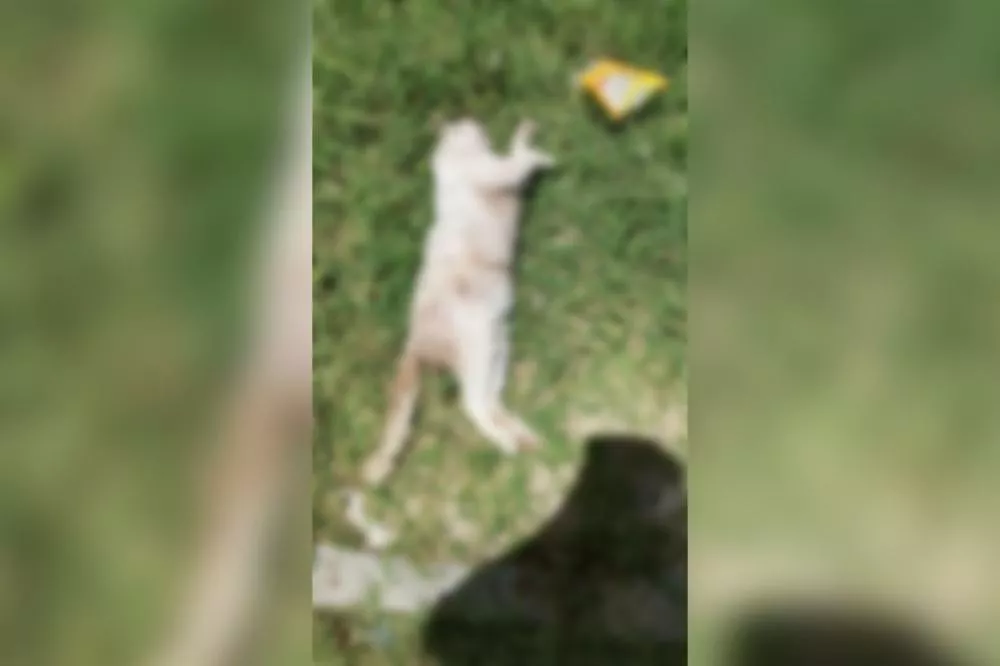 Moradores relatam mortes de animais e ataques de cães no bairro Jatobá, em Patos