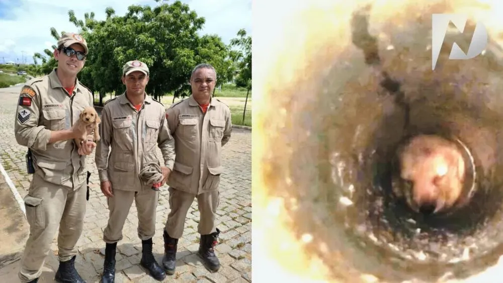 Bombeiros resgatam cachorrinho que ficou preso em tubulação de residência em Patos