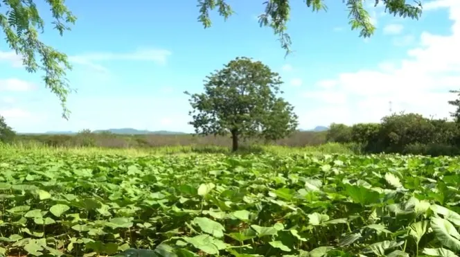 Visita técnica reforça apoio à agricultura familiar na zona rural de Patos