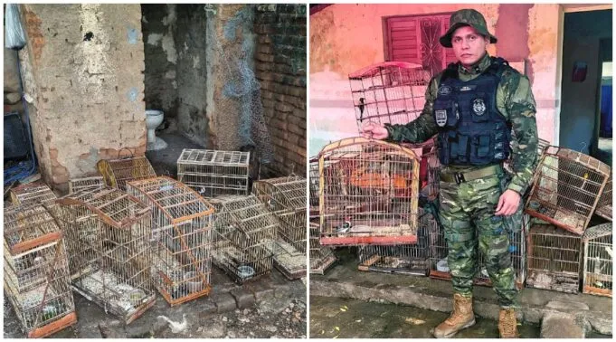 VÍDEO: Ação do BPMA resulta na apreensão de 21 aves silvestres em Malta