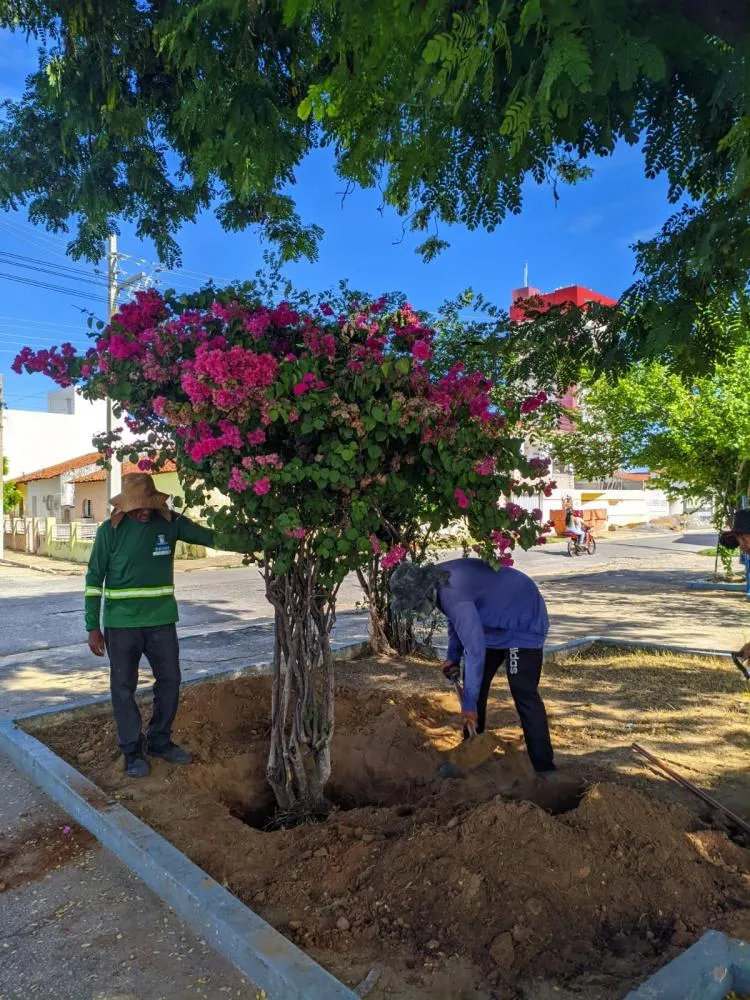 SEMADS realiza plantio de espécies nativas e frutíferas e reforça ações de arborização urbana em Patos