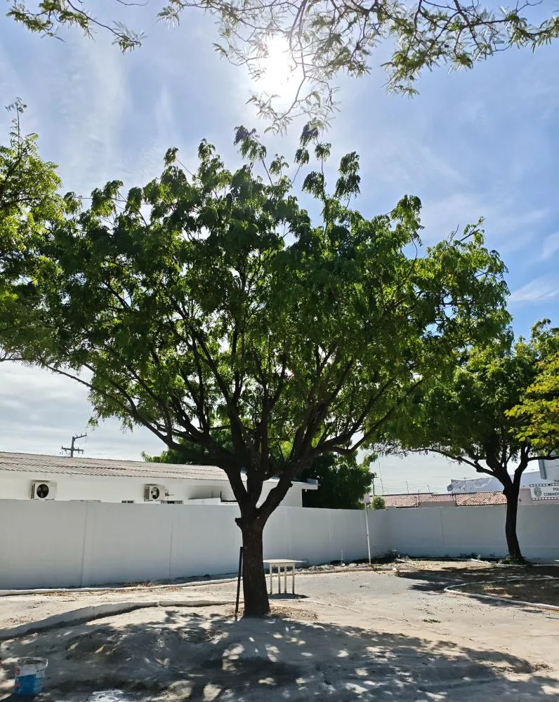 SEMADS amplia ações de arborização e conscientização ambiental durante a Semana do Meio Ambiente em Patos