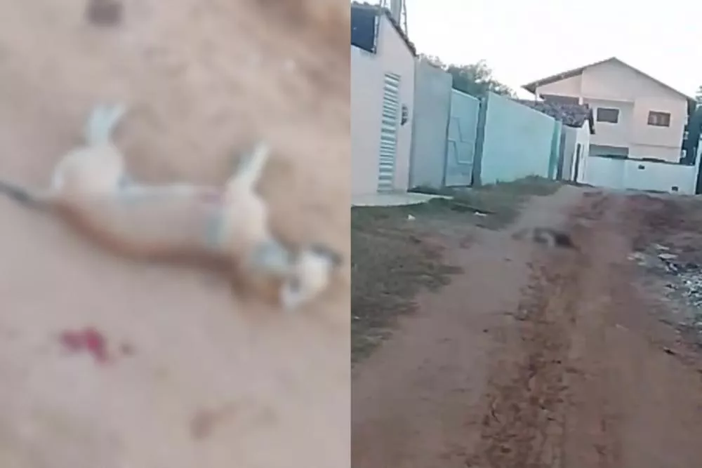 Dois cães de rua são mortos a tiros no bairro Maternidade, em Patos; Polícia Militar busca identificar autores