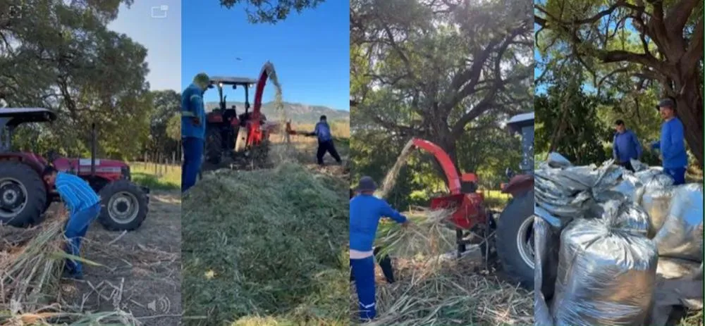 São José do Bonfim garante produção de Silagem aos criadores do município