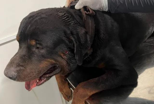 Cachorro Da Raça Rottweiler É Baleado E Invade Creche Pública, na Paraíba
