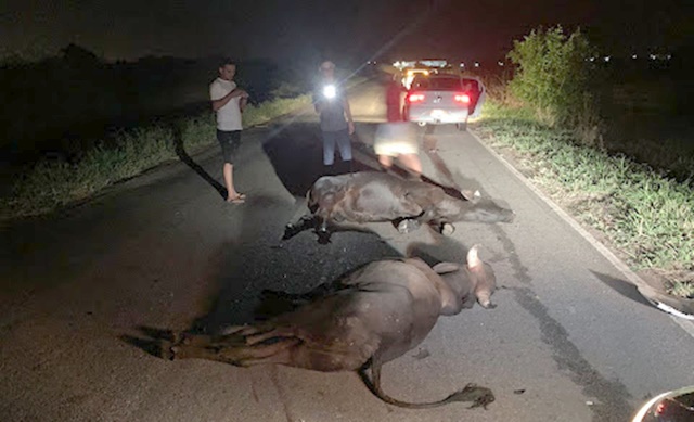 Animais soltos na PB 393 provocam acidente e proprietário se nega arcar com prejuízo