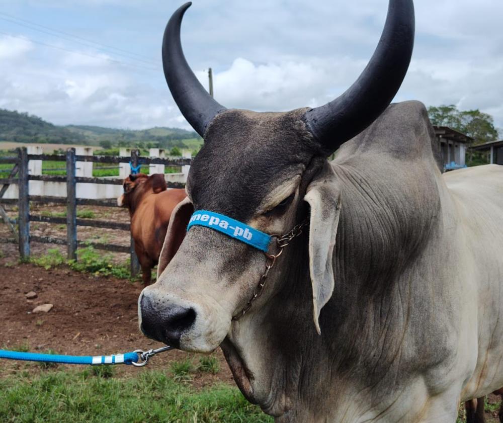 Empaer realiza leilão de animais de elite das raças Gir, Guzerá e Sindi no próximo dia 23