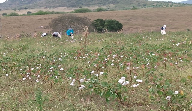 Agricultores da Agrovila Águas de Acauã começam colheita de algodão do roçado coletivo