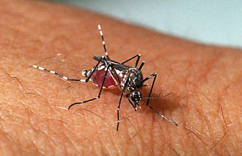 Estado mobiliza municípios para dia D contra mosquito da dengue