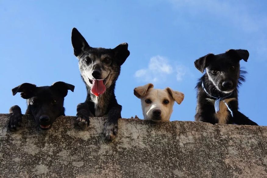 Sancionada lei que garante a entrada de deficientes com animais de assistência emocional em estabelecimentos e ônibus da Paraíba