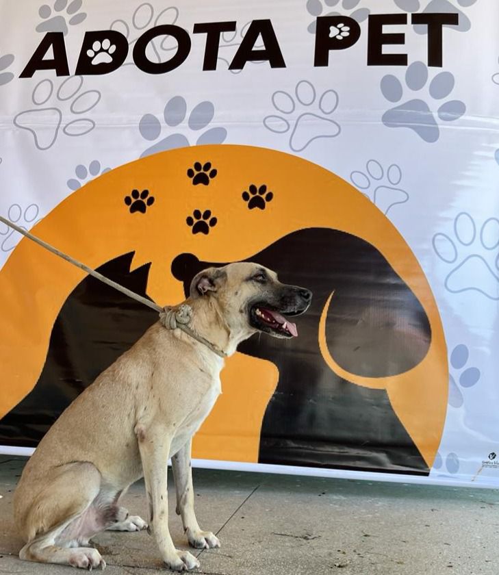 Adota Pet: Mudando vidas de cães e gatos em Patos com uma variedade de animais disponíveis para adoção