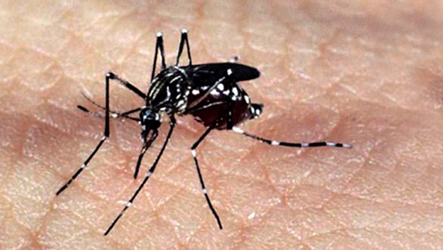 Secretaria de Saúde divulga boletim epidemiológico dos casos de dengue, zika e chikungunya