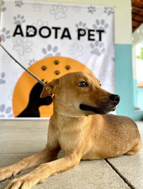 Câmara Municipal concede voto de aplauso à Coordenadoria de Comunicação da Prefeitura de Patos pela idealização do programa Adota Pet