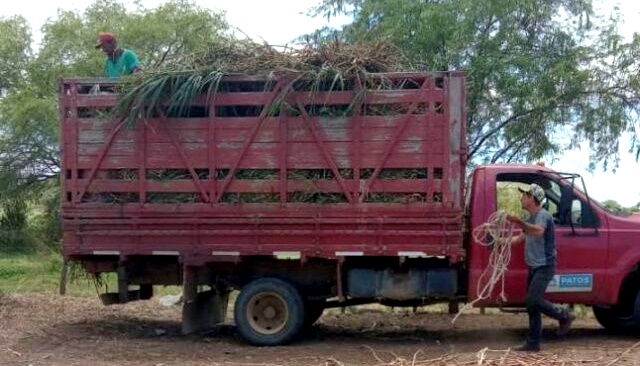 Caminhão que recolhe animais soltos na via urbana circula de segunda a sexta para a execução do trabalho, em Patos