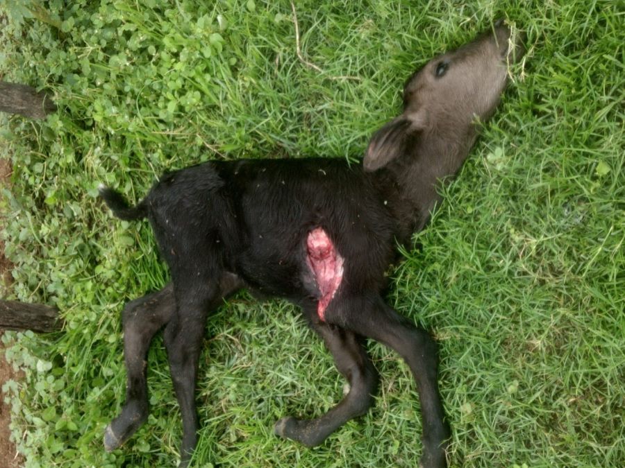 Em Vista Serrana: Cães famintos estão matando ovelhas, porcos, bezerros, galinhas e vacas