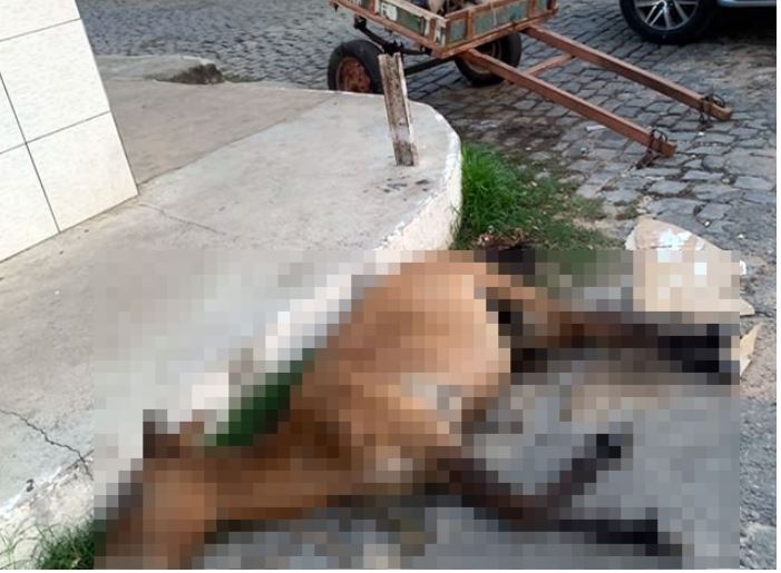 Dupla é detida após matar burro com golpes de pá, enxada e chicote em Cajazeiras