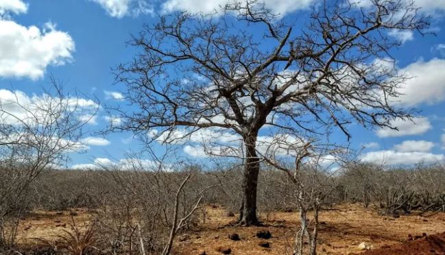 Governo Federal reconhece situação de emergência em Mãe D´água e mais doze cidades da paraíba  