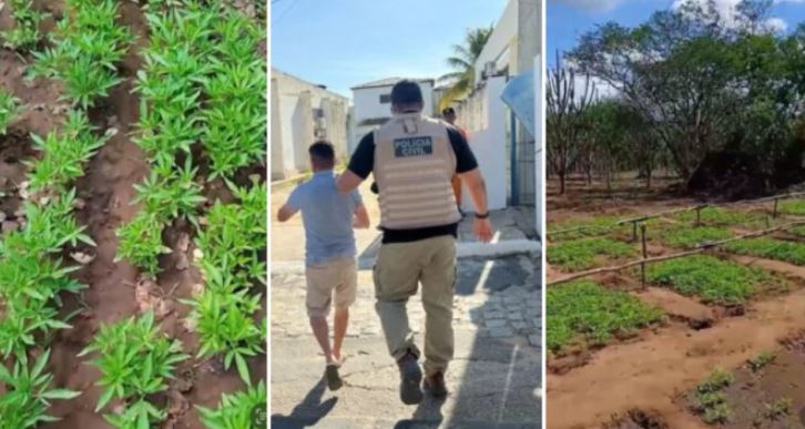 Polícia Civil descobre plantação de quatro hectares de maconha e prende homem, em Taperoá. Vídeo